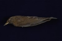 藏品(赤腹鶇)的圖片